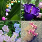 Fresh 15pcs Colorful Campanula Flower Seeds