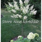Fresh 30 pcs Climbing White Hydrangea Flores Hydrangea Flowers as Wedding Flowers Seeds