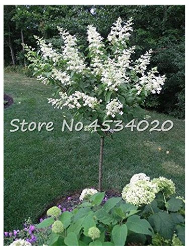 Fresh 30 pcs Climbing White Hydrangea Flores Hydrangea Flowers as Wedding Flowers Seeds