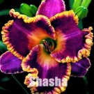 Fresh Unique 50 Daylilies Hemerocallis Fulva Day Lily Flower Mixed Color Flower a Seeds
