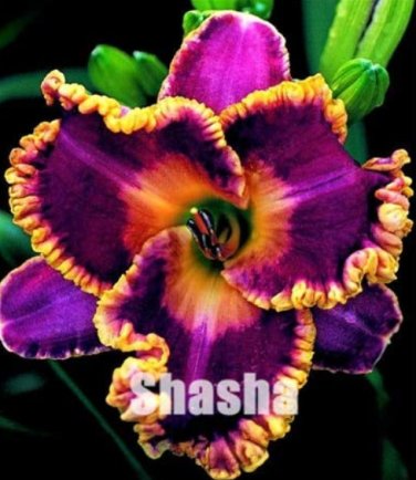 Fresh Unique 50 Daylilies Hemerocallis Fulva Day Lily Flower Mixed Color Flower a Seeds