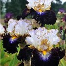 Fresh Rare Iris Black Transparent White Coloful Seeds