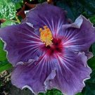 Fresh 20PCS Giant Purple Hibiscus Flower Seeds