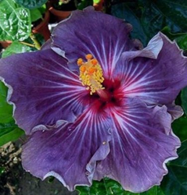 Fresh 20PCS Giant Purple Hibiscus Flower Seeds