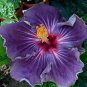 Fresh 20PCS Giant Purple Hibiscus Flower Seeds