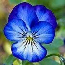 Fresh 100 pcs/Bag Pansy Flower Mix Color Blooming Wavy Viola Tricolor Flore Potted Seeds