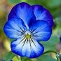 Fresh 100 pcs/Bag Pansy Flower Mix Color Blooming Wavy Viola Tricolor Flore Potted Seeds