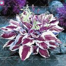 Fresh Colorful hosta seeds flower seeds Coleus genus decor Perennial herb 100pcs/bag