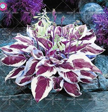 Fresh Colorful hosta seeds flower seeds Coleus genus decor Perennial herb 100pcs/bag