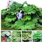 Fresh Gunnera Manicata Giant Rhubarb Grow in Partial Shade Huge Leaves in 50 Pcs/Bag Seeds
