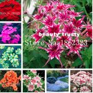 Fresh 200 pcs Mixed Color Phlox Phlox Drummondii Cuspidata Flower s Phlox Flowers Seeds