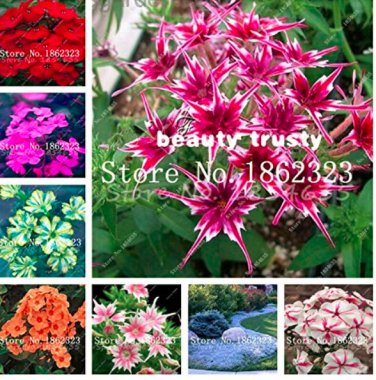 Fresh 200 pcs Mixed Color Phlox Phlox Drummondii Cuspidata Flower s Phlox Flowers Seeds