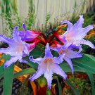 Fresh 1pcs/Bag True Amaryllis floresling Flower (Col:19) Seeds