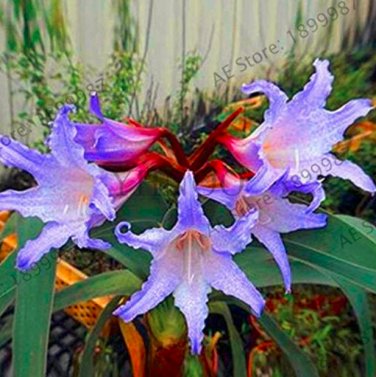 Fresh 1pcs/Bag True Amaryllis floresling Flower (Col:19) Seeds