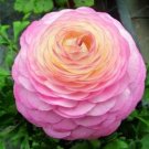 Fresh Ranunculus asiaticus Flower Seeds (100)