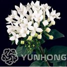 Fresh 50PCS French Bouvardia Longiflora Flower Shrub (Col:Mix) Seeds