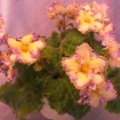 Fresh 50PCS Mini Violet African VioletViolet Flowers Matthiola (Color: Light Yellow) Seeds