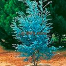 Fresh 30 pcs Impressive Eucalyptus Seed gunnii Cider Gum Eucalyptus Gorgeous Color