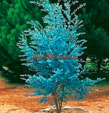Fresh 30 pcs Impressive Eucalyptus Seed gunnii Cider Gum Eucalyptus Gorgeous Color