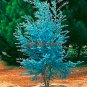 Fresh 30 pcs Impressive Eucalyptus Seed gunnii Cider Gum Eucalyptus Gorgeous Color