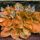 Fresh 200 pcs Hosta Fragrant ain Lily Perennial Flower Ground Cover Precious hosta Pot Seeds