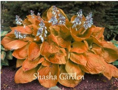 Fresh 200 pcs Hosta Fragrant ain Lily Perennial Flower Ground Cover Precious hosta Pot Seeds