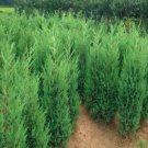 Fresh 100Pcs Microbiota Decussata Siberian Carpet Cypress Arborvitae Flower Seeds