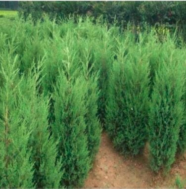 Fresh 100Pcs Microbiota Decussata Siberian Carpet Cypress Arborvitae Flower Seeds