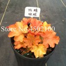 Fresh 50 Pcs Imported Heuchera Coral Flower Coral Bells (Coating) Easy Care Seeds