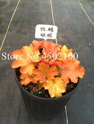 Fresh 50 Pcs Imported Heuchera Coral Flower Coral Bells (Coating) Easy Care Seeds