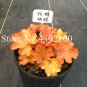 Fresh 50 Pcs Imported Heuchera Coral Flower Coral Bells (Coating) Easy Care Seeds