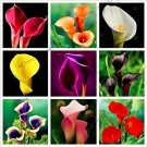 Fresh Big sale!Calla lily seeds perennial potted decoration easy to 100pcs/bag