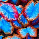 Fresh 150 Pcs 24 Kinds Fern Creeper Vines Grass Mixed Foliage Flower Exotic sFlower Seeds