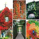 Fresh 100 pcs/Bag 5 Colors Green Boston Ivy Seeds Ivy Grass Seed