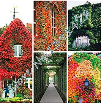 Fresh 100 pcs/Bag 5 Colors Green Boston Ivy Seeds Ivy Grass Seed