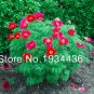 Fresh Peony Double Flowering Fernleaf Peony Rubra Plena Flower Pot ers 10 pcs/lot Seeds