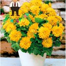 Fresh 100pcs Dahlia Flower Dahlia Charming Flower s High Germination as (Color: 2) Seeds