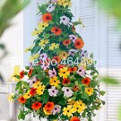 Fresh 100 Pcs Climbing Flowers Black Eyed Susan Vine Gorgeous Sunrise (Color:Mixed) Seeds