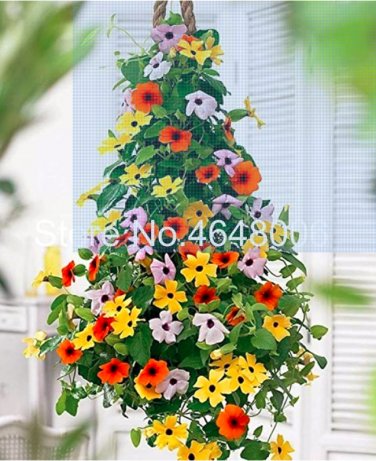 Fresh 100 Pcs Climbing Flowers Black Eyed Susan Vine Gorgeous Sunrise (Color:Mixed) Seeds