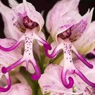 Fresh 100Pcs/Pack Naked Male Flower Seeds Garden Bonsai Rare Orchid Flower Seeds