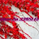 Fresh 50pcs Ivy Parthenocissus quinquefolia Virginia Creeper Potted Seeds
