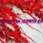 Fresh 50pcs Ivy Parthenocissus quinquefolia Virginia Creeper Potted Seeds