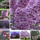 Fresh 1000 pcs/Bag Paulownia Royal Empress Flore Tree s Potted sFlower Pot ers Seeds