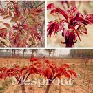 Fresh Toona Sinensis 100pcs Shoots Tree Vegetable Novel of Mahogany Cedar Xiangchun Seeds