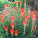 Fresh Garden 20pcs/lot Kniphofia Flower red hot pokers Plants Flower Home Garden Seeds