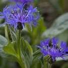 Fresh 100PCS Cornflower Flower Seeds Bluish Purple Color