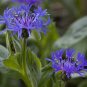 Fresh 100PCS Cornflower Flower Seeds Bluish Purple Color