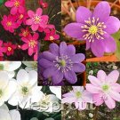 Fresh 100pcs/bag Hepatica Nolilis Flower Beautiful Watch s Garden Flores Seeds