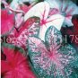 Fresh 100pcs Hot Thailand Caladium Bicolor Seed Burnt Rose Elephant Ear Flower