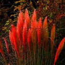 Fresh Pampas Grass Colorfull s are Very Beautiful Flowers as Decorative 400PCS Seeds
